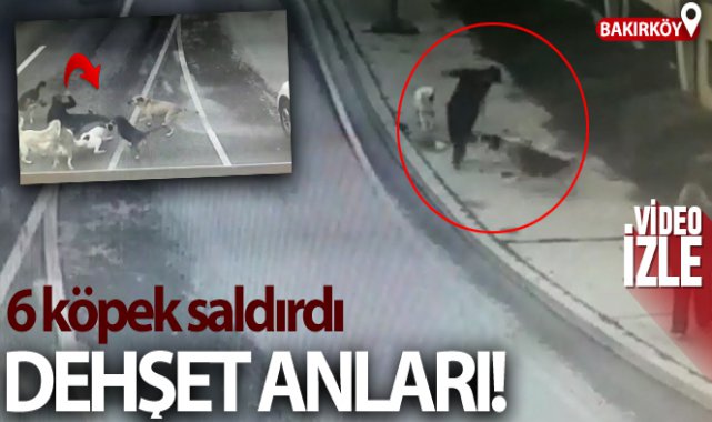 Bakırköy’de dehşet dolu anlar, iş adamına 6 köpek saldırdı!
